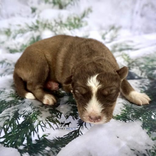 AKC Dr. Derek Shepherd 5